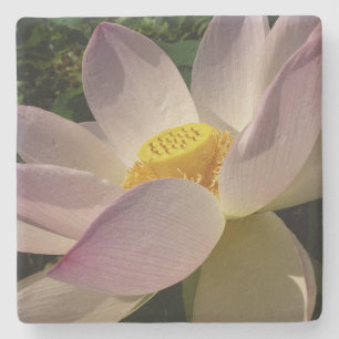 Dessous-de-verre En Pierre Pink Lotus Flower III Summer Floral