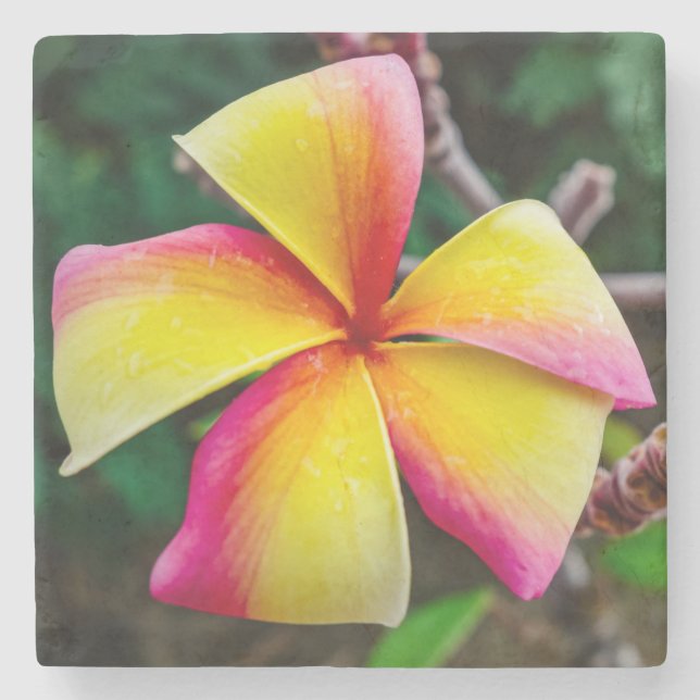 Dessous-de-verre En Pierre Plumeria rubra (Devant)