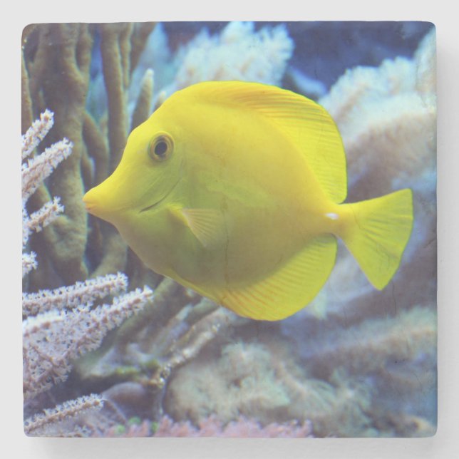Dessous-de-verre En Pierre Poisson de Tang Jaune (Devant)