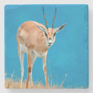 Dessous-de-verre En Pierre Portrait de femelle de gazelle de Grant (Gazella G