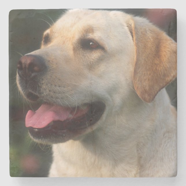 Dessous-de-verre En Pierre Portrait du Labrador Retriever, Hilton (Devant)