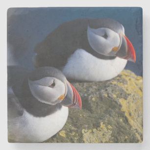 Dessous-de-verre En Pierre Puffin atlantique (Fratercula arctica) 7