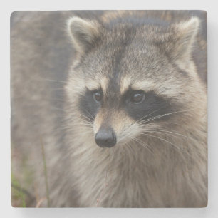 Dessous-de-verre En Pierre Raccoon, Lotor Procyon, Floride