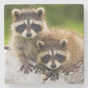 Dessous-de-verre En Pierre Racoon