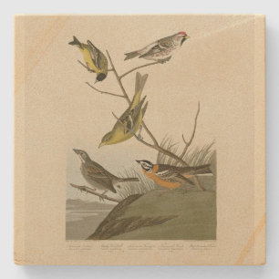 Dessous-de-verre En Pierre Red Poll Tanager Bunting Audubon Birds of America