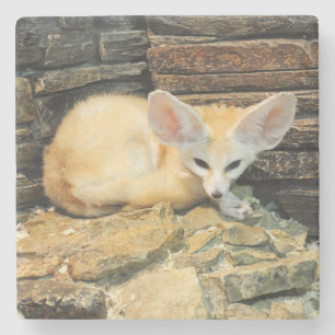 Dessous-de-verre En Pierre Renard mignon de fennec