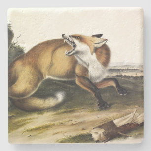Dessous-de-verre En Pierre Renard rouge américain, Vulpes vulpes fulvus par A