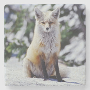 Dessous-de-verre En Pierre Renard roux assis sur un banc de neige, Vulpes, Mt
