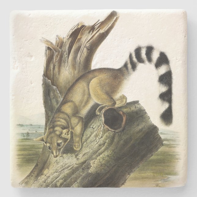 Dessous-de-verre En Pierre Ringtail (Bassaris à queue annelée, Chat à queue a (Devant)