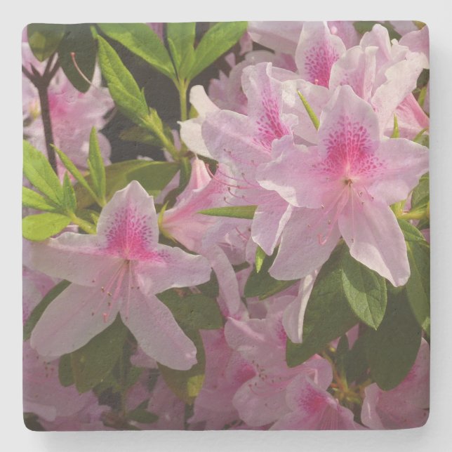 Dessous-de-verre En Pierre Rose Azalea Bush printemps floral (Devant)