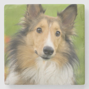 Dessous-de-verre En Pierre Rough Collie, chien