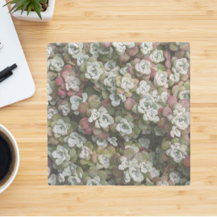 Dessous-de-verre En Pierre Sedum Spathulifolium Succulents Floral