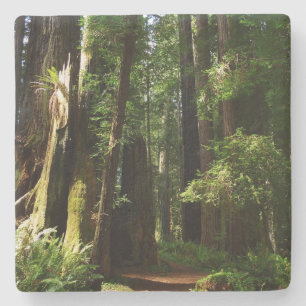 Dessous-de-verre En Pierre Séquoias et fougères au parc national de Redwood