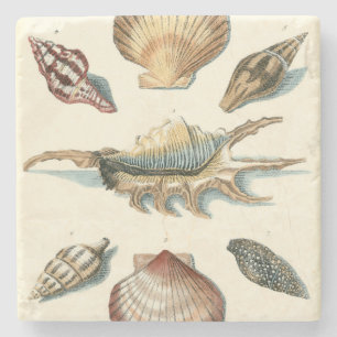 Dessous-de-verre En Pierre Shell de fantaisie échouent