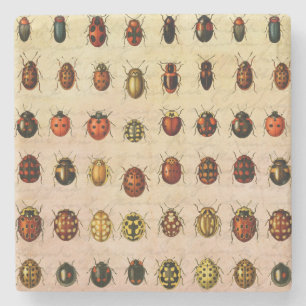 Dessous-de-verre En Pierre Spécimen de coccinelle vintage Motif Insecte antiq