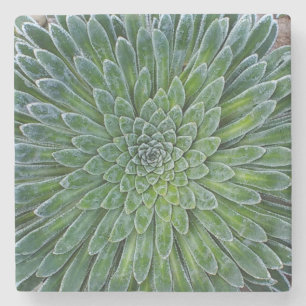 Dessous-de-verre En Pierre Succulent plante du désert