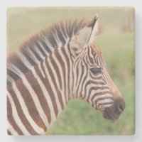 Tête de bébé zèbre, Tanzanie