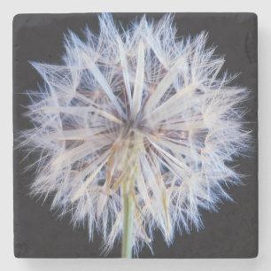 Dessous-de-verre En Pierre Tête de graine de pissenlit (Taraxacum Officinale)