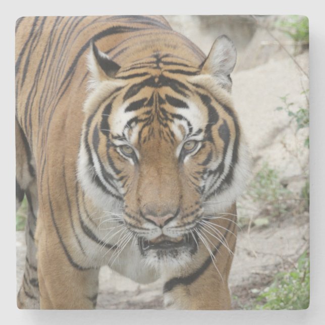 Dessous-de-verre En Pierre Tiger_001 (Devant)