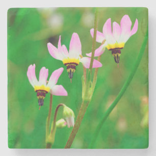 Dessous-de-verre En Pierre Tir sur des Fleurs sauvages de Star dans le parc M