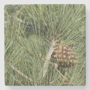 Dessous-de-verre En Pierre Torrey Pine Closeup California Botanical