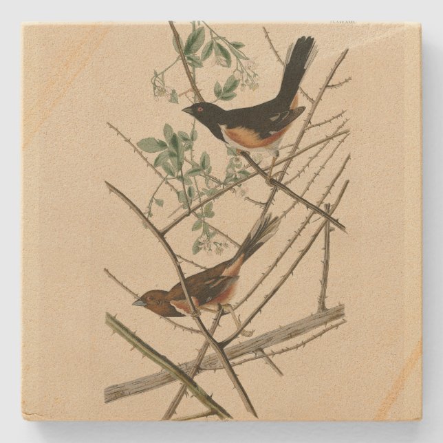 Dessous-de-verre En Pierre Towee Bunting (Eastern Towee) d'Audubon's Birds (Devant)
