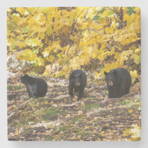 Dessous-de-verre En Pierre Trois ours