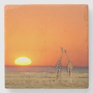 Dessous-de-verre En Pierre Un couple de girafes marche vers le coucher du sol