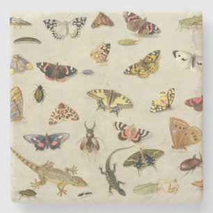 Dessous-de-verre En Pierre Une étude des insectes