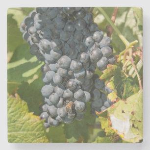 Dessous-de-verre En Pierre Uruguay, Montevideo, Colon Area. Bodegas