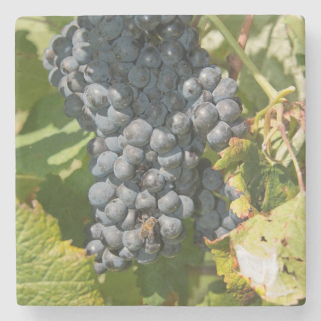 Dessous-de-verre En Pierre Uruguay, Montevideo, Colon Area. Bodegas (Devant)