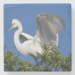 Dessous-de-verre En Pierre USA, Floride, St. Augustine, Aigrette