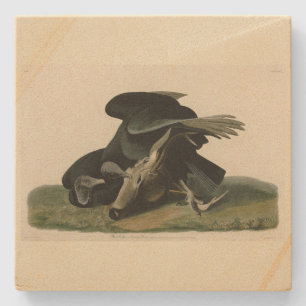 Dessous-de-verre En Pierre Vautour noir, des oiseaux d'Amérique d'Audubon