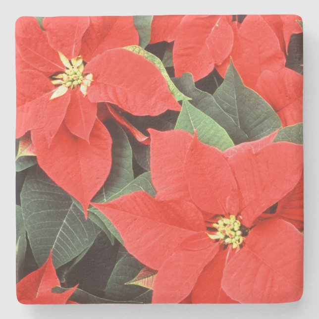 Dessous-de-verre En Pierre Viviles Poinsettias de Noël Rouge (Devant)