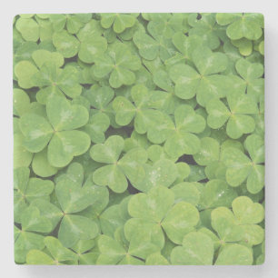 Dessous-de-verre En Pierre Vue sur Oxalis Oregana Bois Sorrel Foliage