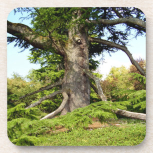 Dessous de verre en plastique durs d'arbre du