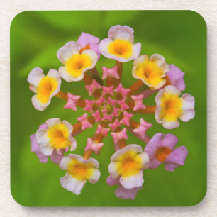 Dessous de verre en plastique durs de fleur
