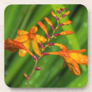 Dessous de verre en plastique durs de fleur orange