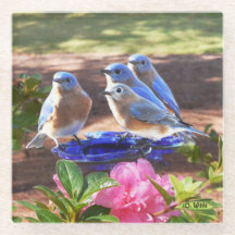 050 d'oiseaux bleus dessous de verre en verre pour