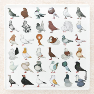 Dessous-de-verre En Verre 36 races de pigeons