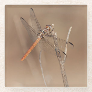 Dessous-de-verre En Verre Ailes de libellules d'or