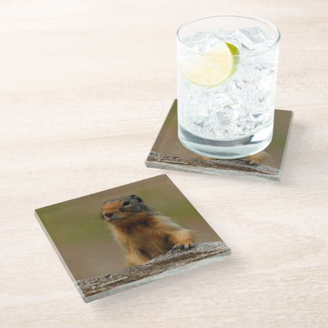 Dessous-de-verre En Verre Amusant Cute Saucy Columbian Ground Squirrel (Incliné)
