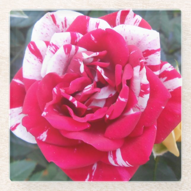 Dessous-de-verre En Verre Ancienne (Devant)