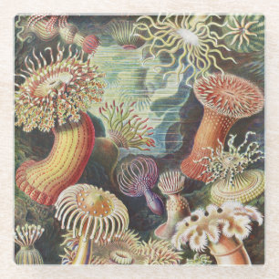 Dessous-de-verre En Verre Anémones de mer, Actiniae Seeanemonen Ernst Haeck