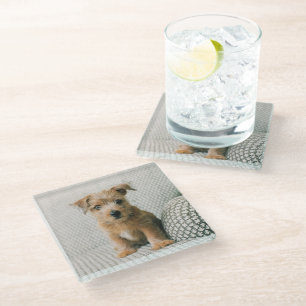 Dessous-de-verre En Verre Animaux de bébés cutest Norfolk Terrier Puppy