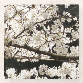 Dessous-de-verre En Verre Arbre à bois de chien en fleurs blanches, closeuse