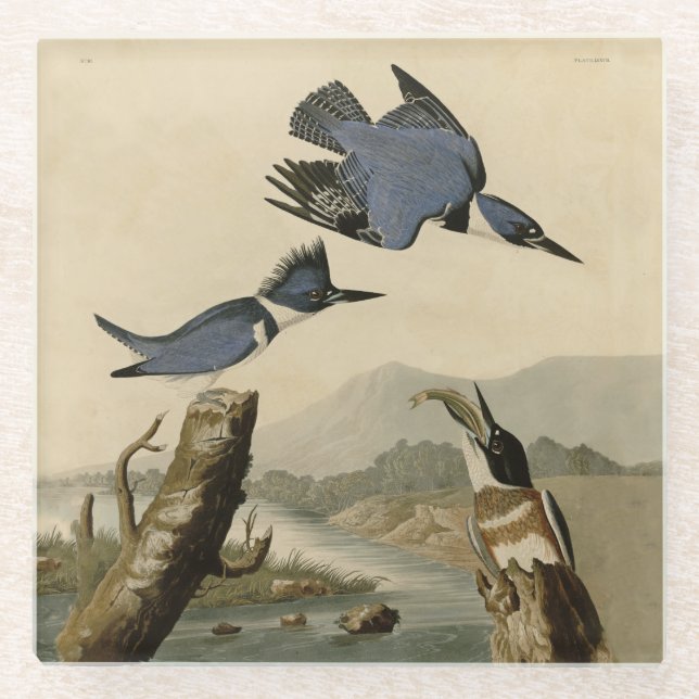 Dessous-de-verre En Verre Audubon Belted Kingfisher Wildlife Bird (Devant)