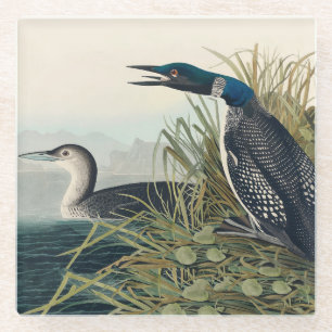 Dessous-de-verre En Verre Audubon Bird Loon Diver Classic