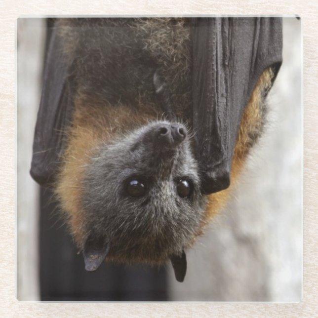Dessous-de-verre En Verre Batte australienne (Devant)