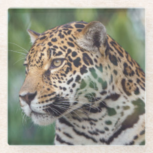 Dessous-de-verre En Verre Beau Jaguar dans le Dessous de verre de verre sauv
